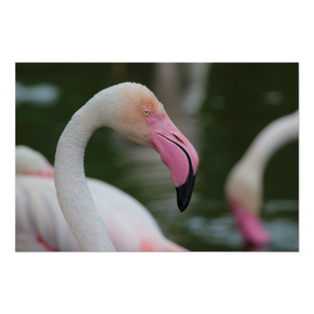 Poster Phoenicopterus roseus (Devant)