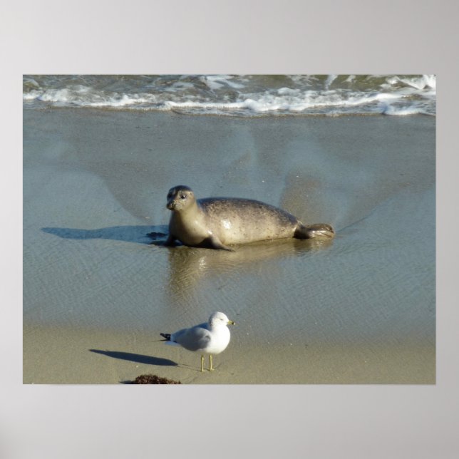 Poster Phoque commun à La Jolla Californie (Devant)