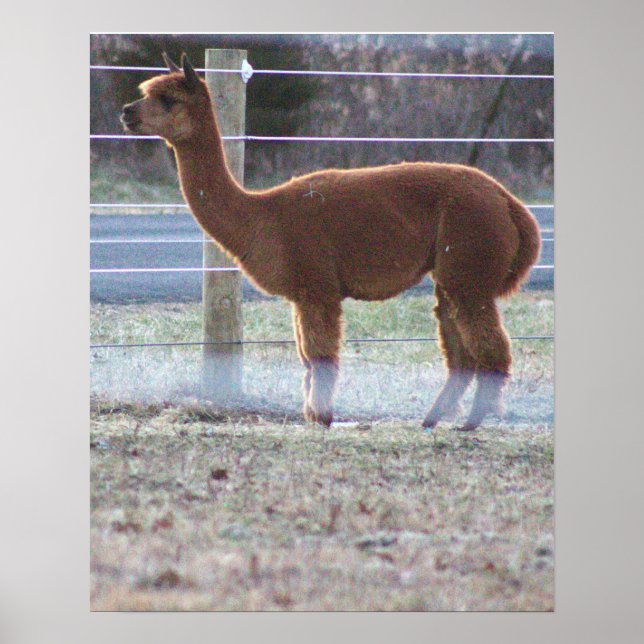 Poster photo Alpaca (Devant)