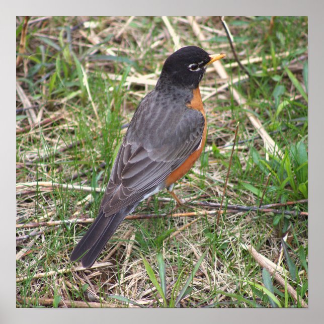 Poster photo American Robin (Devant)