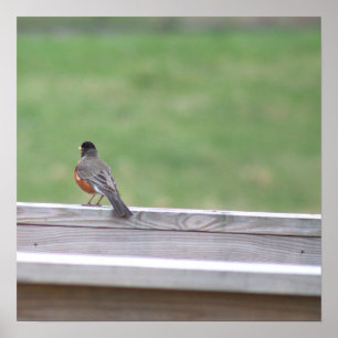 Poster photo American Robin