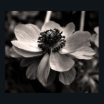 Poster photo Anemone Black and White Floral<br><div class="desc">Photographie florale noir et blanc. Photo d'un anémone sur Poster. Carte de voeux,  carte postale,  poste et plus... </div>