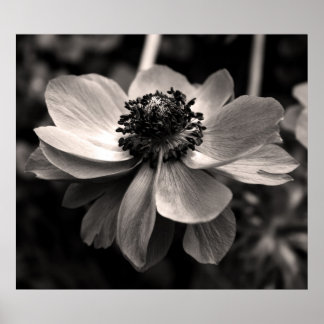 Poster photo Anemone Black and White Floral