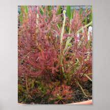 Poster photo Assorted Sundew (Drosera)