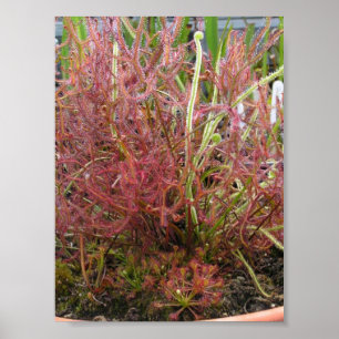 Poster photo Assorted Sundew (Drosera)