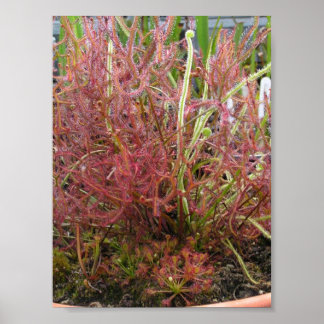 Poster photo Assorted Sundew (Drosera)