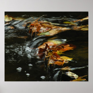 Poster photo Automne Stream Cascade