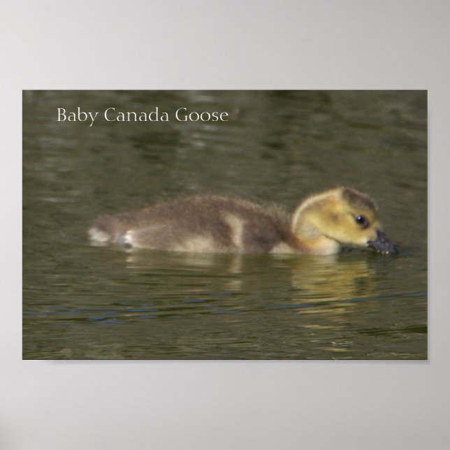Poster photo Baby Canada Goose (Devant)