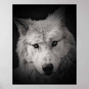 Poster photo blanc noir Loup blanc