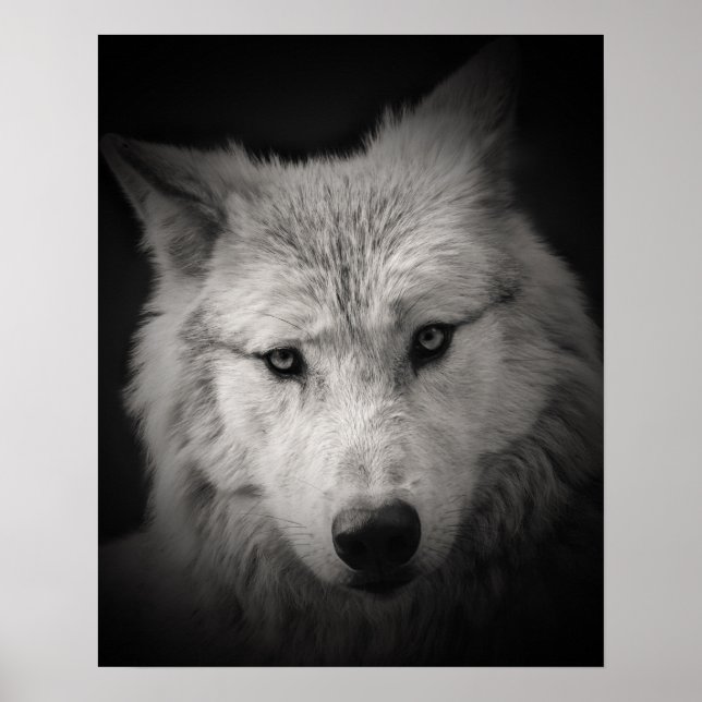 Poster photo blanc noir Loup blanc (Devant)