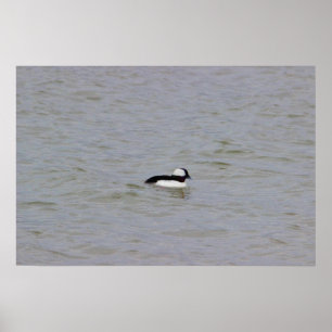 Poster photo Bufflehead Duck