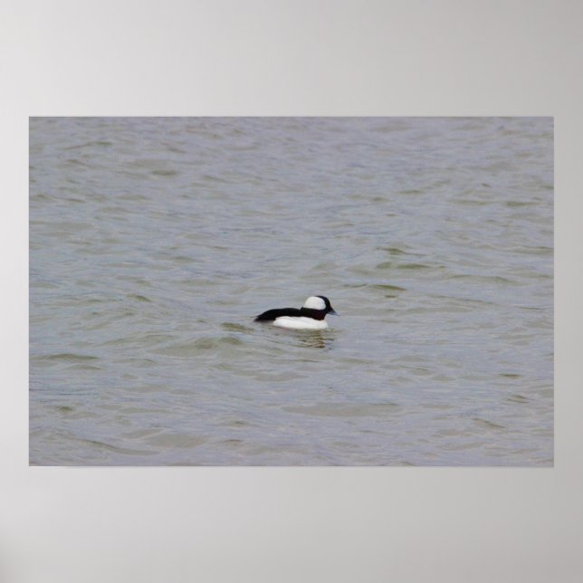 Poster photo Bufflehead Duck (Devant)