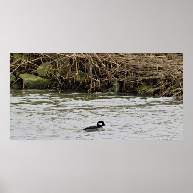 Poster photo Bufflehead Duck (Devant)