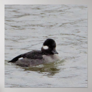 Poster photo Bufflehead Duck