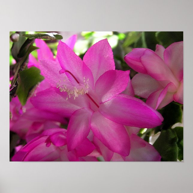 Poster Photo Cactus de Noël Poster/Imprimer (Devant)