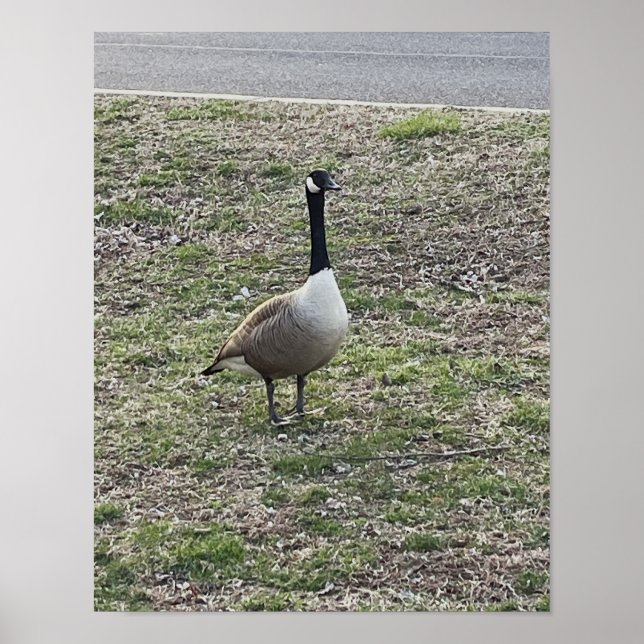 Poster photo Canada Goose (Devant)