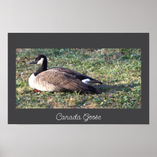 Poster photo Canada Goose