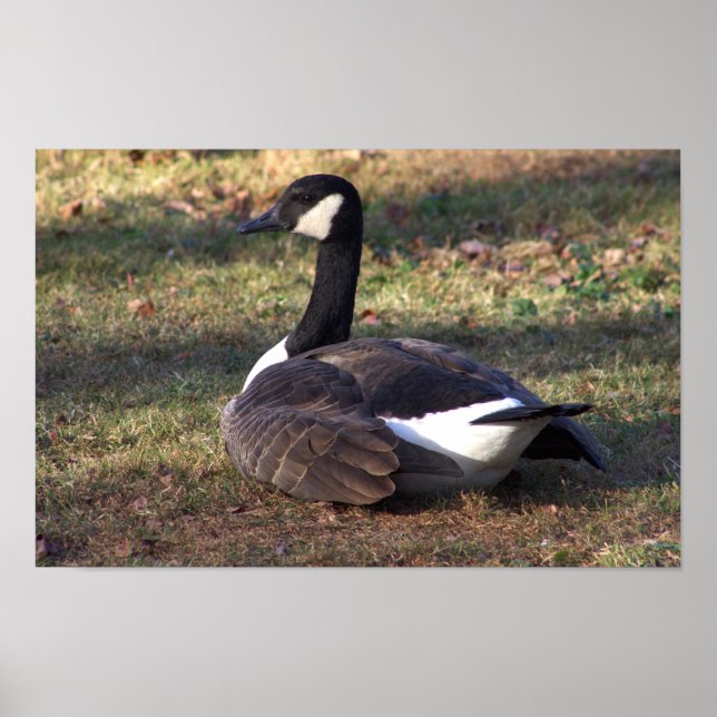 Poster photo Canada Goose (Devant)