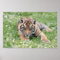 Poster Photo chat tigre, animaux.