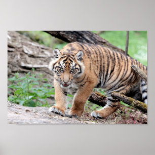 Poster Photo chat tigre, animaux.