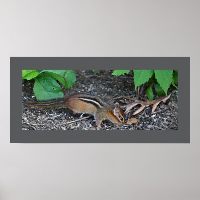 Poster photo Chipmunk (Devant)