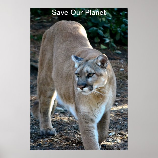 Poster photo Cougar "Save Our Planet" (Devant)