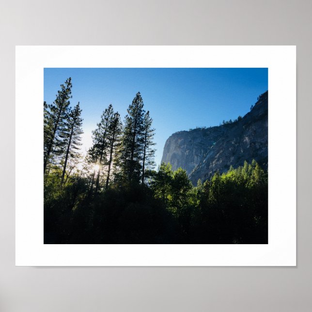 Poster photo couleur Yosemite Sunlit Trees (Devant)