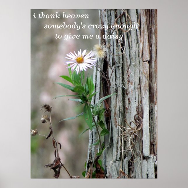 Poster Photo Daisy (Devant)