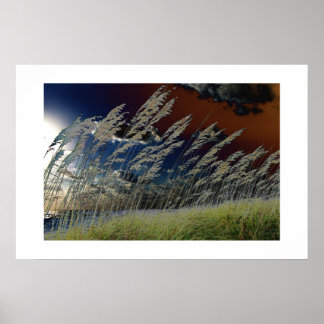 Poster Photo d'avoine marine solaire sur la plage de flor