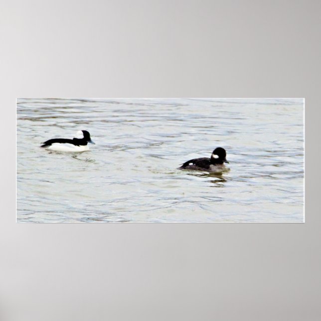 Poster photo de Bufflehead Ducks (Devant)