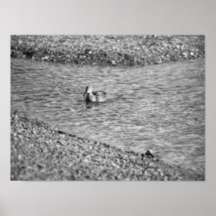 Poster photo de canard