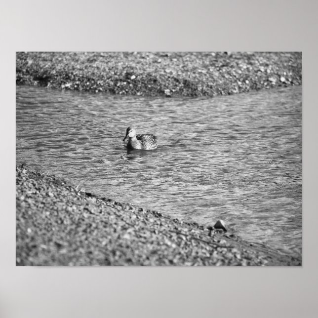 Poster photo de canard (Devant)