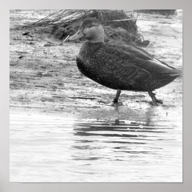 Poster photo de canard (Devant)