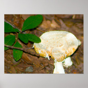Poster photo de champignons
