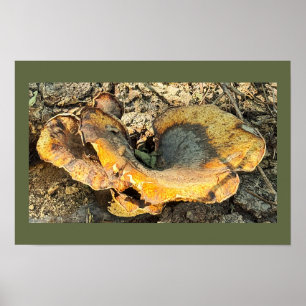 Poster photo de champignons