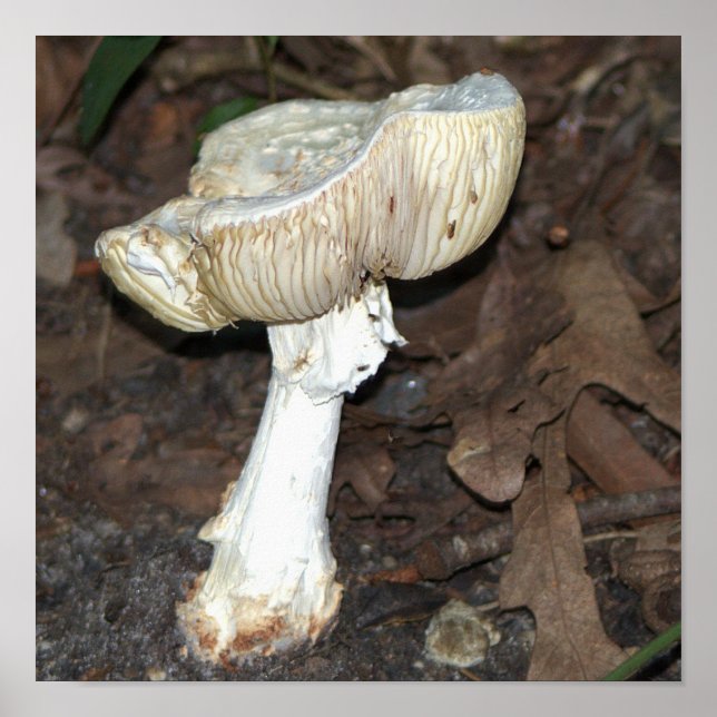 Poster photo de champignons (Devant)