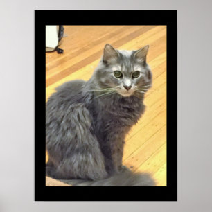 Poster Photo de chat Maine Coon