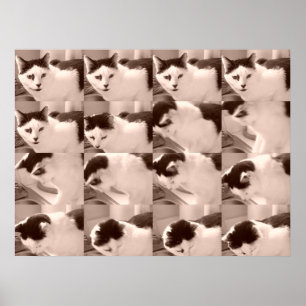 Poster Photo de chat noir et blanc vintage