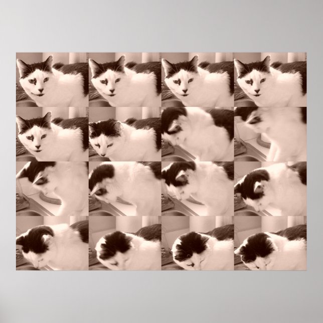 Poster Photo de chat noir et blanc vintage (Devant)