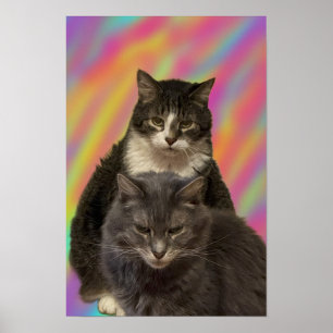 Poster photo de chats