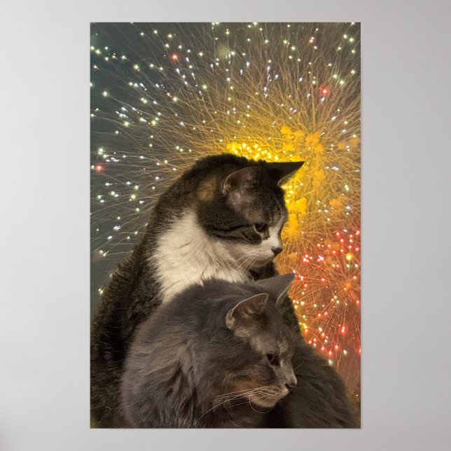 Poster photo de chats (Devant)