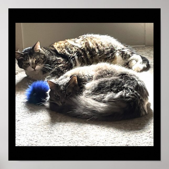 Poster photo de chats (Devant)