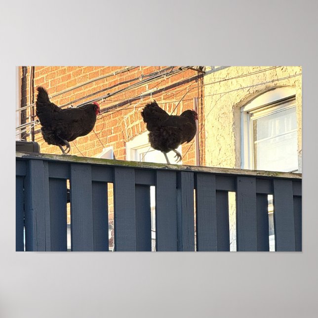 Poster photo de Chicken Walk (Devant)