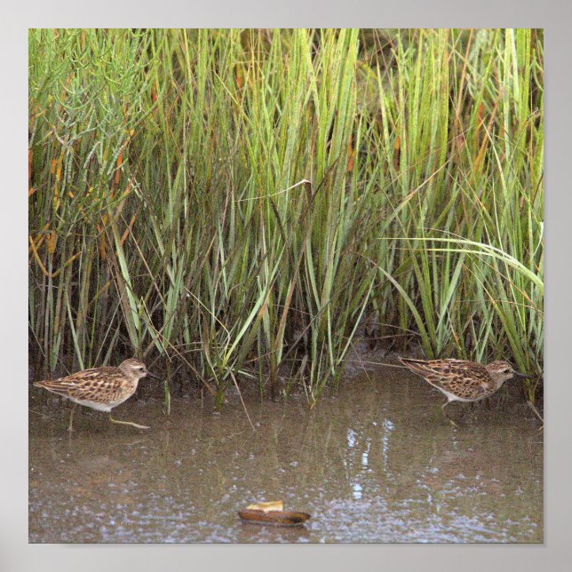 Poster photo de deux oiseaux (Devant)