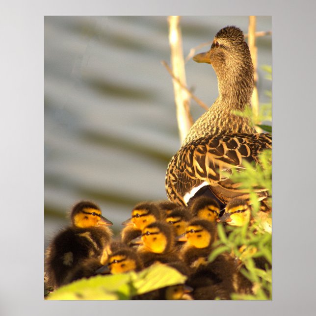 Poster photo de Duck with Ducklings (Devant)