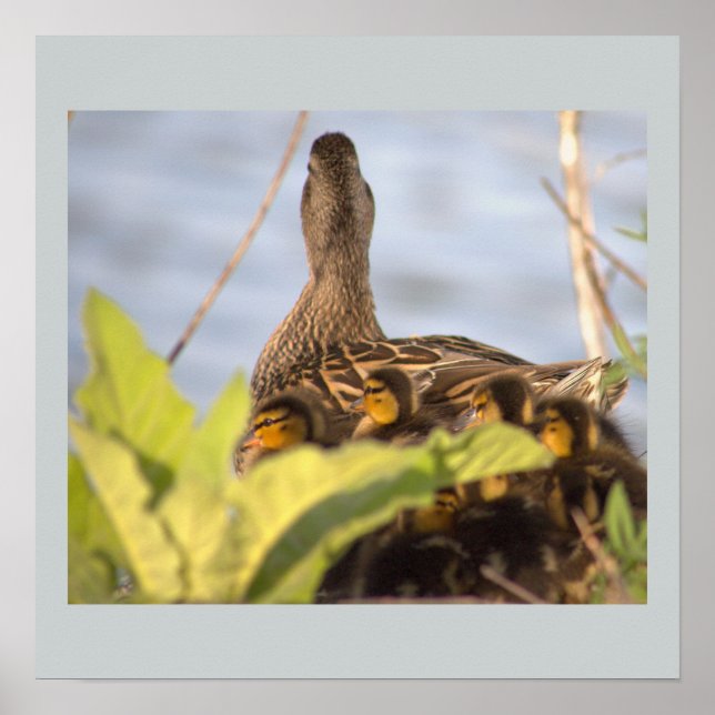 Poster photo de Duck with Ducklings (Devant)