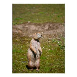 Poster Photo de faune de chien de prairie à queue noire