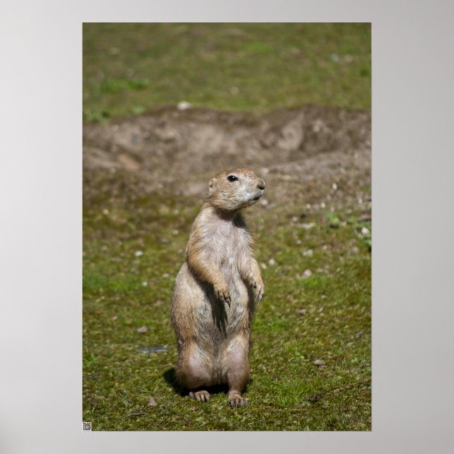 Poster Photo de faune de chien de prairie à queue noire (Devant)