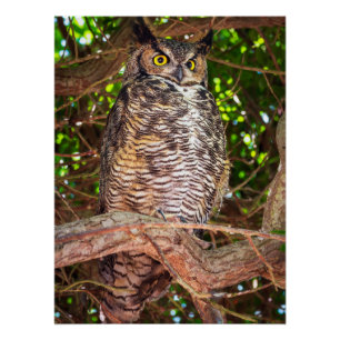 Poster Photo de faune de Grand-duc d'Amérique – Télécharg