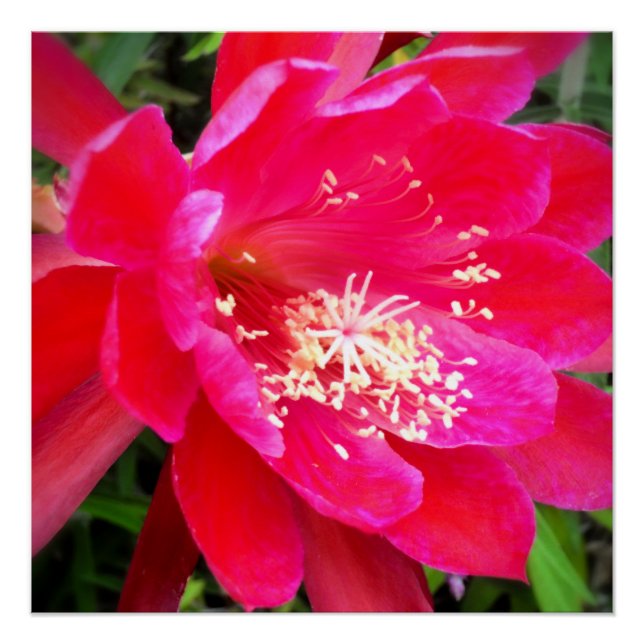 Poster Photo de fleur rose tropicale (Devant)